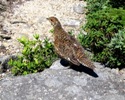 Grouse