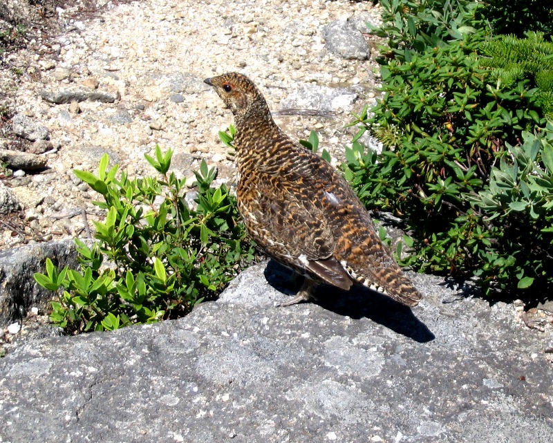 Baldface grouse