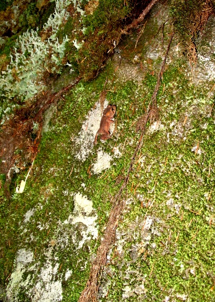 Toad climbing rock
