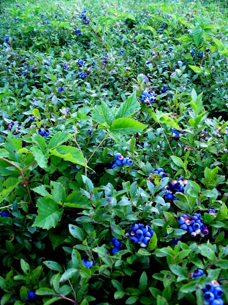 Blueberries