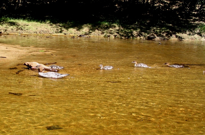 Ducks