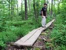 Jay on Logs