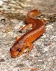 Salamander