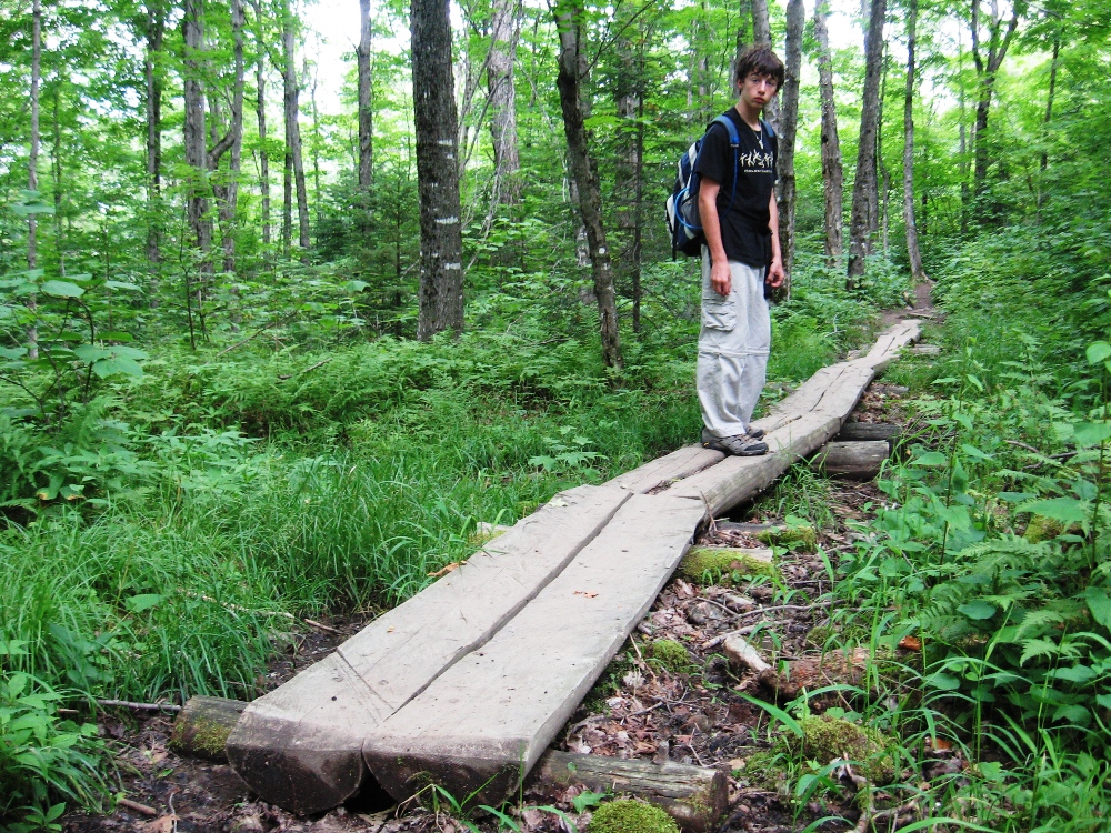 Jay on logs