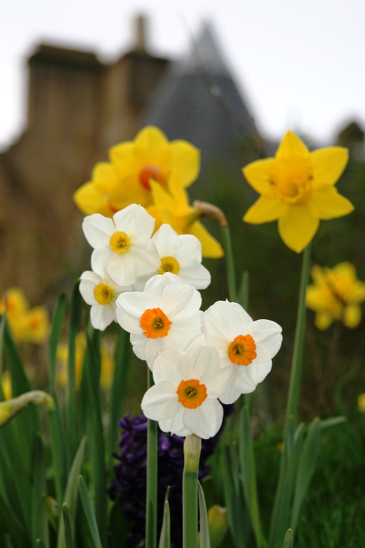 Castle flowers
