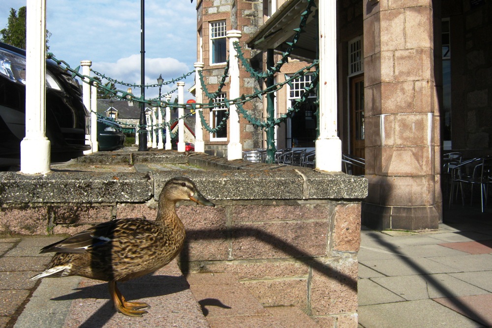 Firearms Duck