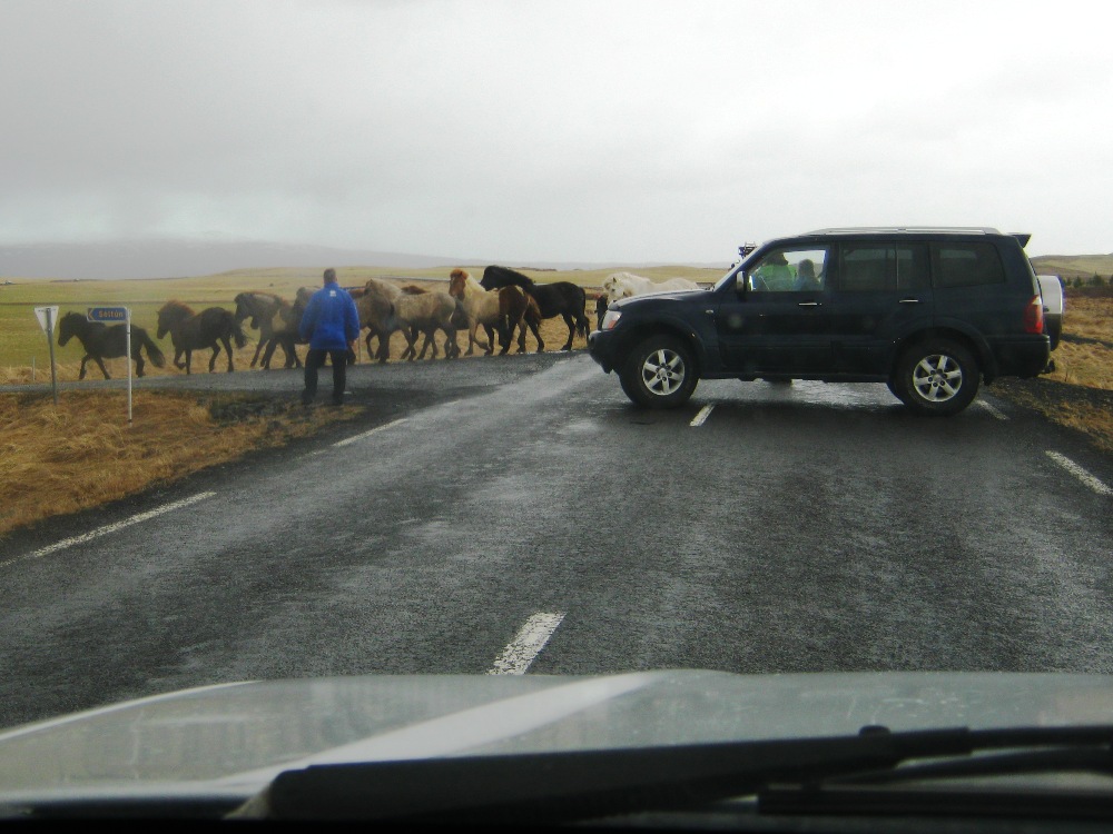 Horse Crossing
