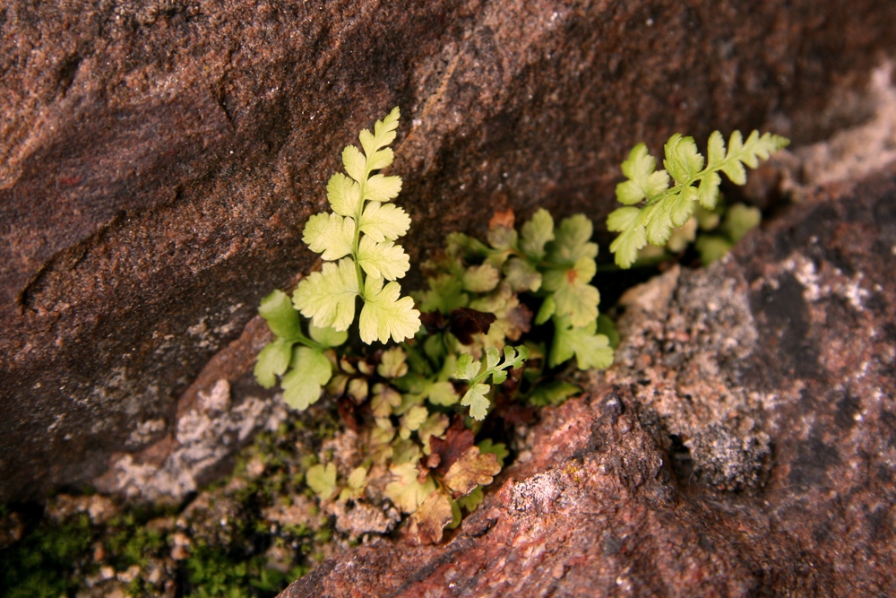 ferns