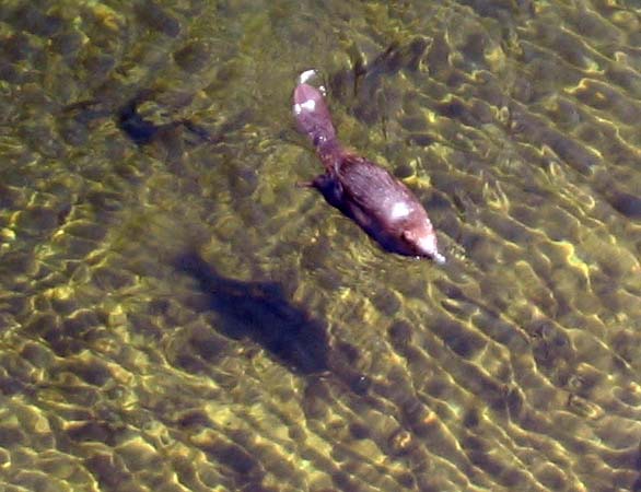 There's a beaver down there!