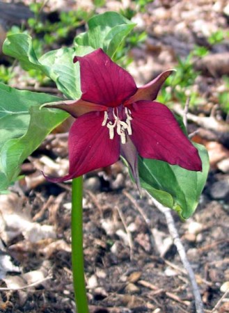 Trillium by 'Manda