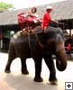 Elephant Ride