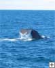Whale Watch
