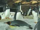 Kelly Tarlton's Undersea Adventure