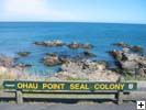 Seal Colony