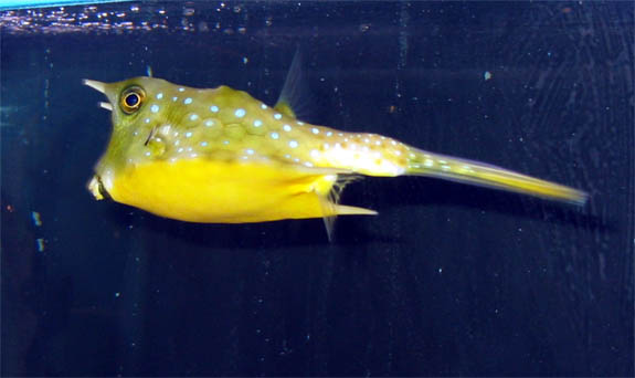 Cow Fish