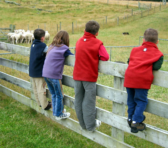 Kids watching sheepdog