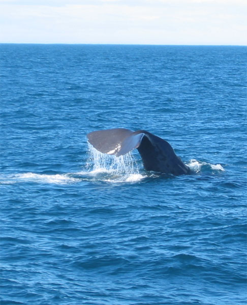 sperm Whale
