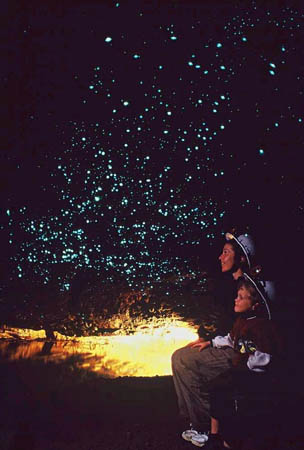 Glow worms
