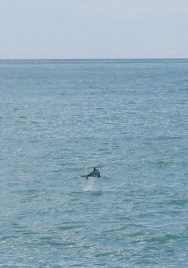 Hector dolphins