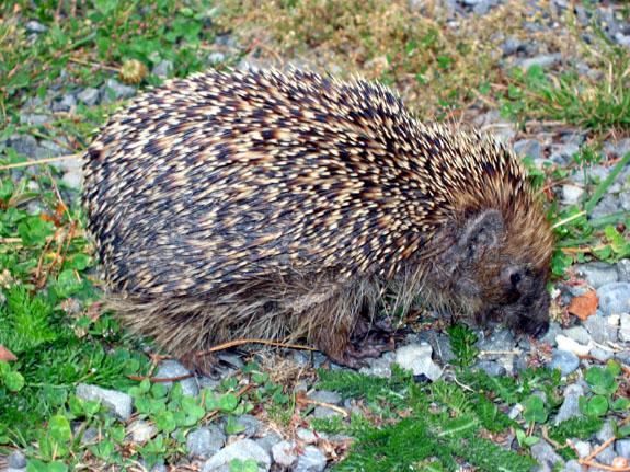 Hedgehog