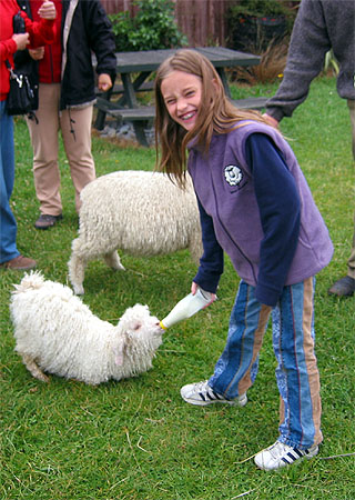 Amanda feeding sheep
