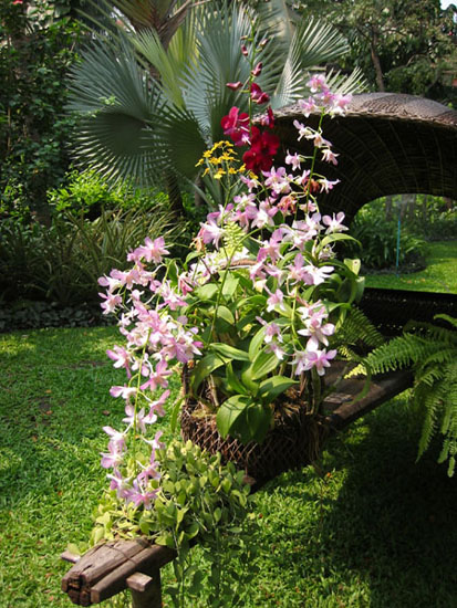 Marriott orchids