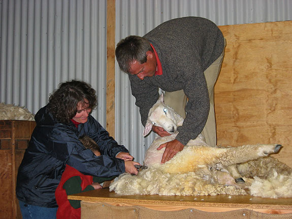 Pam & Scott shearing a sheep