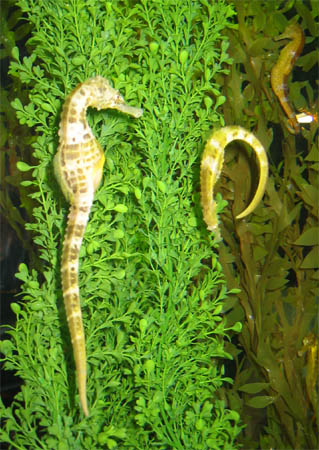 Sea Horse