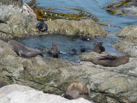 Seal pool