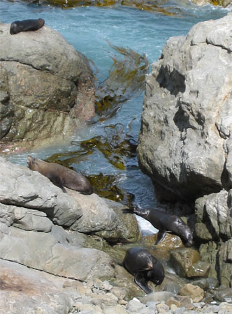 Seals