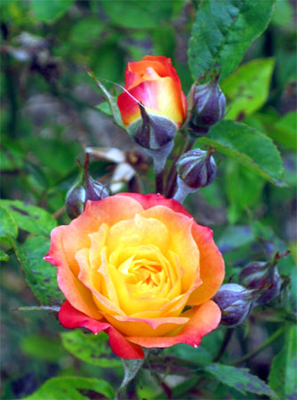 Ted's rose