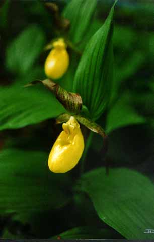 Yellow Ladyslippers