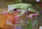 Treefrog