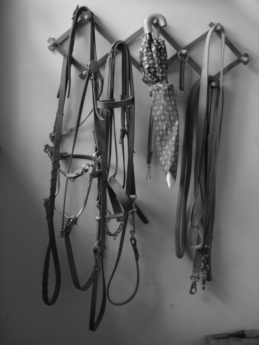 bridle