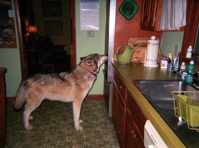 Fenrir at fridge