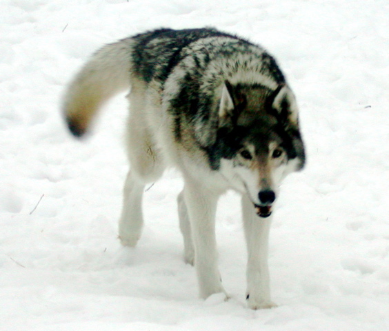 Fenrir in snow