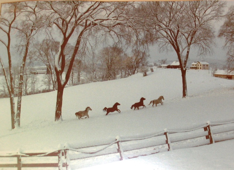 Horses in snow