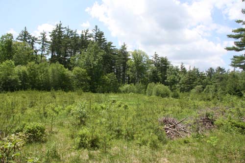 meadow